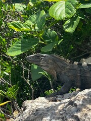 iguana on a rock