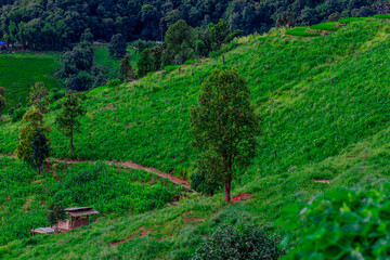 Fototapeta premium Natural background on the mountain with green rice terraces. Pa Bong Piang is one of the beautiful viewpoints in Chiang Mai, Thailand, overlooking the surrounding mountains. It is always popular.