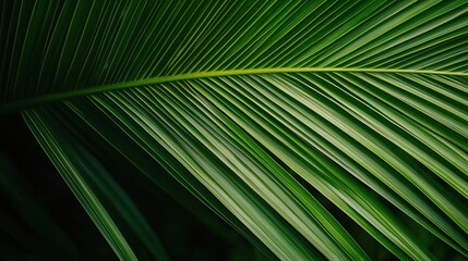 Close-up of a vibrant green palm leaf showcasing intricate patterns and textures against a dark background.