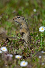 Europäischer Ziesel // European ground squirrel (Spermophilus citellus) - Donaudelta, Rumänien