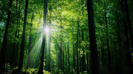 Obraz premium A serene forest scene with sunlight filtering through lush green trees, creating a peaceful and rejuvenating atmosphere.