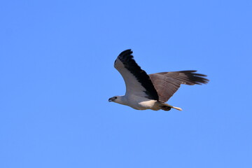 white-bellied sea eagle