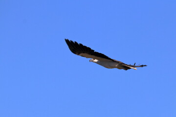 white-bellied sea eagle