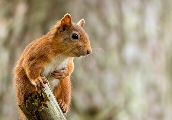 Close up of a cute and inquisitive little scottish red squirrel in the woodland
