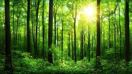 Wald Panorama mit Sonnenstrahlen.