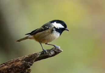 Small brown bird, the coal tit, perched on a branch in the woodland with natural green background 