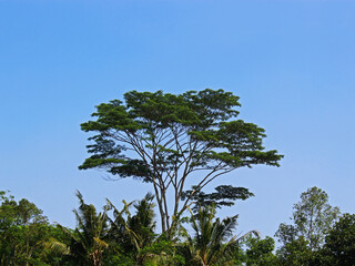 The largest tree among the other trees on a sunny day.