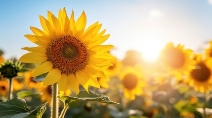 Obraz premium Bright Sunflower in Golden Fields at Sunset