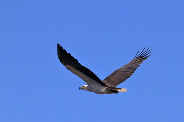 white-bellied sea eagle