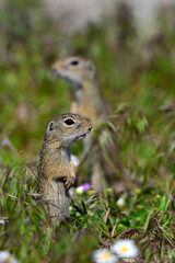 Europäischer Ziesel // European ground squirrel (Spermophilus citellus) - Donaudelta, Rumänien