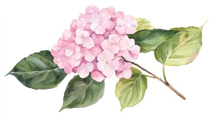 Obraz premium Watercolor clipart of a single hydrangea, isolate on white background