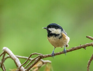 Small brown bird, the coal tit, perched on a branch in the woodland with natural green background 