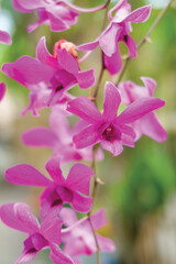 Orchids are plants belonging to the Orchidaceae family, a diverse group of flowering plants that are widespread throughout the world.