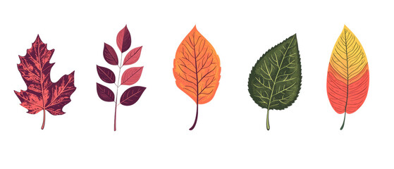 Colorful autumn leaves showcasing vibrant hues of red, orange, yellow, and green on a white isolated background. transparent background