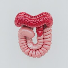 3D illustration of the digestive system including the stomach intestines and esophagus rendered in a clean simplified style Suitable for healthcare presentations nutrition campaigns and gastrointestin