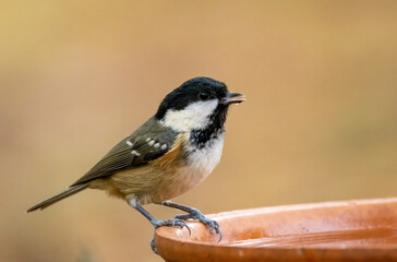 Naklejka premium Close up of a small coal tit bird having a drink of water from a dish with natural background