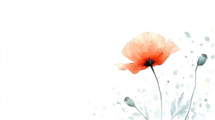 Fototapeta premium Watercolor clipart of a single poppy, isolate on white background