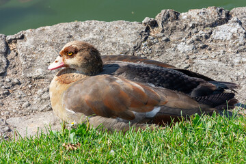 Nilgans © Richard Oechsner