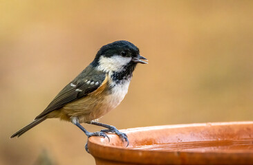 Close up of a small coal tit bird having a drink of water from a dish with natural background