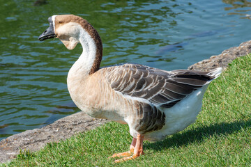 Höckergans © Richard Oechsner