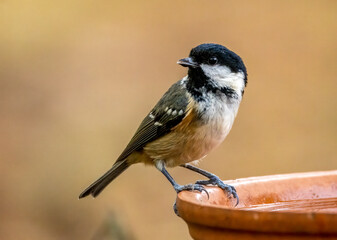 Fototapeta premium Close up of a small coal tit bird having a drink of water from a dish with natural background
