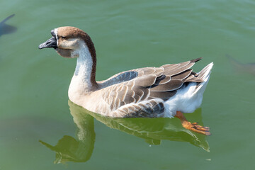 Höckergans