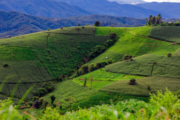 Natural background on the mountain with green rice terraces. Pa Bong Piang is one of the beautiful viewpoints in Chiang Mai, Thailand, overlooking the surrounding mountains. It is always popular.