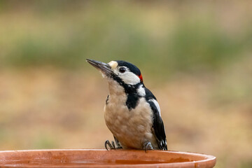 Male great spotted woodpecker having a drink of water from a dish in the forest