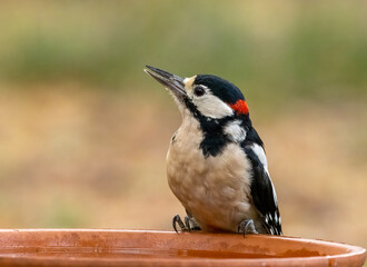 Male great spotted woodpecker having a drink of water from a dish in the forest