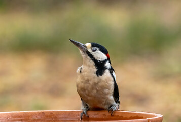 Male great spotted woodpecker having a drink of water from a dish in the forest