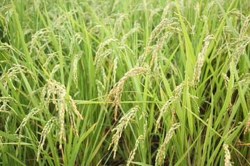 Ears of rice in a Japanese rice field.