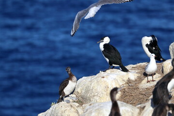 black-faced cormorant