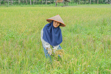 South Lampung Regency, Lampung, Indonesia. August 26, 2024: An elderly female rice farmer is manually harvesting rice in her rice field wearing her old clothes that she usually wears for farming.