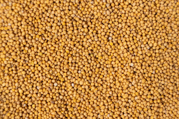 Yellow Dry Mustard Seed Background, Natural Organic Seasoning, Top View.