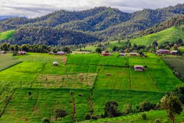 Natural background on the mountain with green rice terraces. Pa Bong Piang is one of the beautiful...