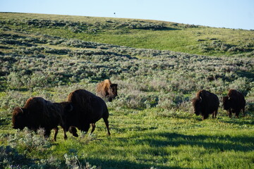 wild buffalos
