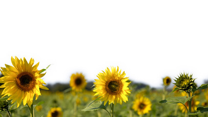 field of sunflowers with white background