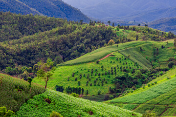 Natural background on the mountain with green rice terraces. Pa Bong Piang is one of the beautiful viewpoints in Chiang Mai, Thailand, overlooking the surrounding mountains. It is always popular.