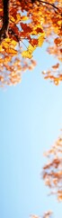 Fototapeta premium Bright gradient background from yellow to blue, wormseye perspective of sunflowers reaching towards the sky, space for text