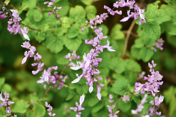 オキムム・ラビアツム　Pink sage