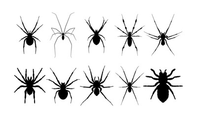 Set of Spiders, Collection