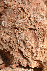 Spaghetti stone - natural sea rock for garden or aquarium decoration