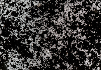 Balls of air on the surface of the water as a background. Macro