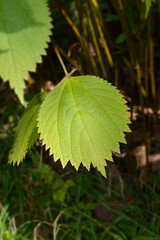 False nettle leaves