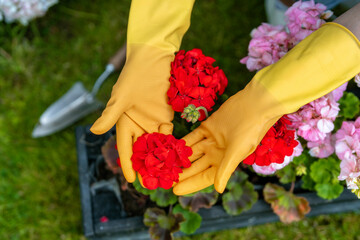 Bright red geraniums held with care in gloved hands during a sunny gardening day in a vibrant...
