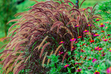 Natural background on the mountain with green rice terraces. Pa Bong Piang is one of the beautiful viewpoints in Chiang Mai, Thailand, overlooking the surrounding mountains. It is always popular.