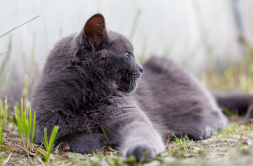 A gray cat peacefully naps outdoors, enjoying a quiet moment on the grass