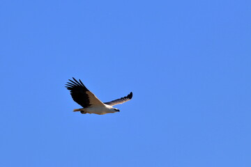 white-bellied sea eagle