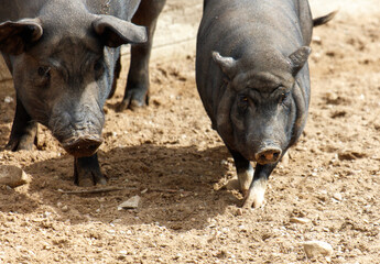 Fototapeta premium Two black pigs are standing in a dirt field