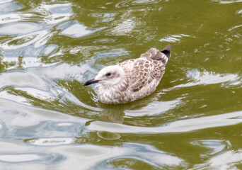 A bird is swimming in a body of water